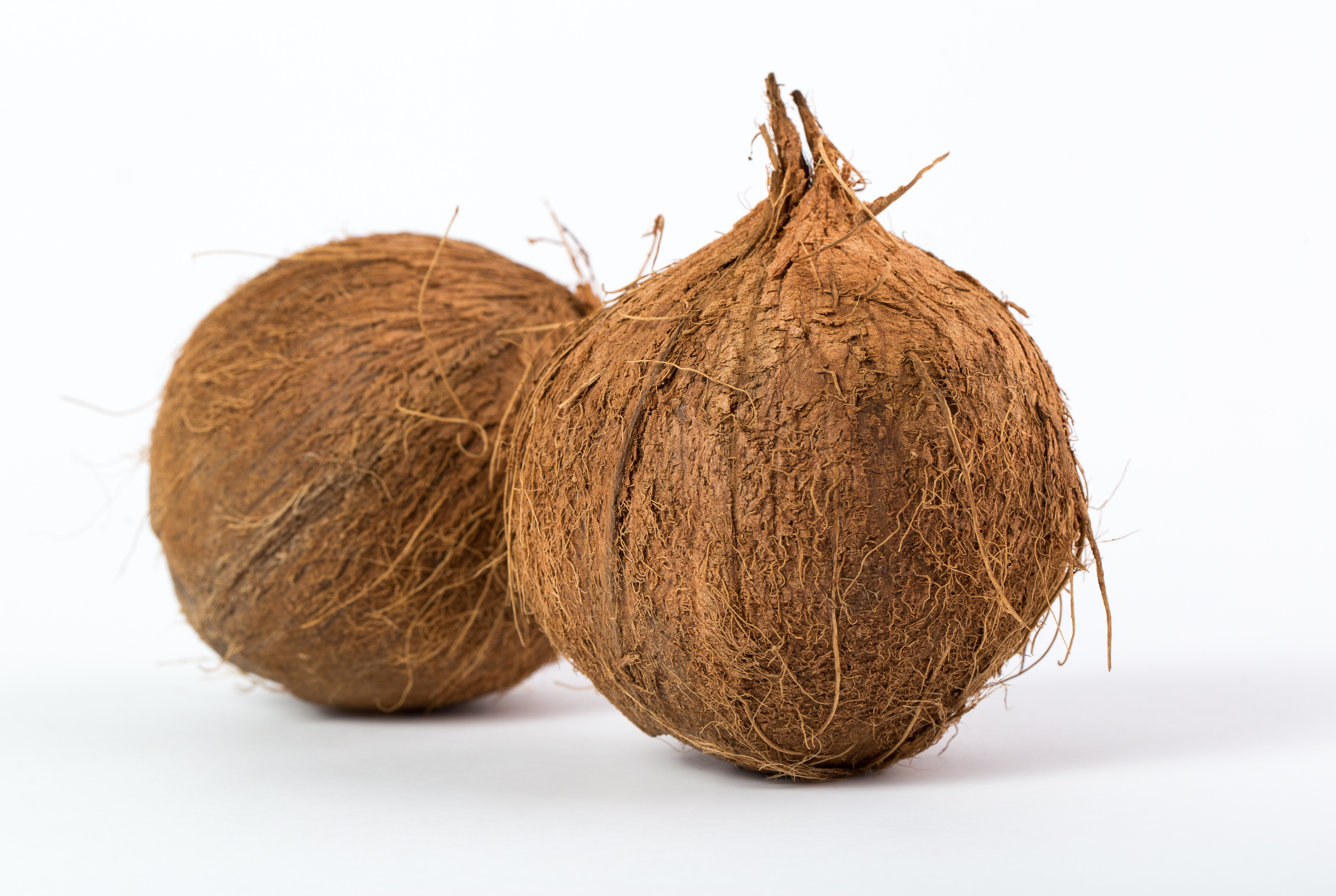 Fresh whole coconut for export